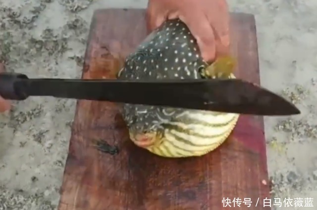 泰国大叔处理河豚太厉害,魔鬼刀工“活切”鱼肉,日本网友:佩服!