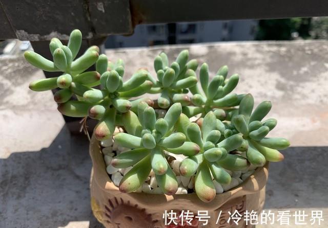 多肉植物|多肉果冻乙女心,自带果冻色,是果冻色系多肉里的颜值担当