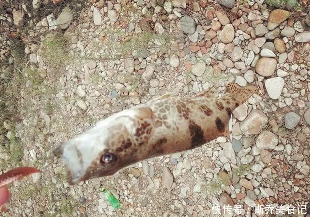 千岛湖抓获50斤的“鳜鱼王”,钓友:不敢吃!看上去像变异一样