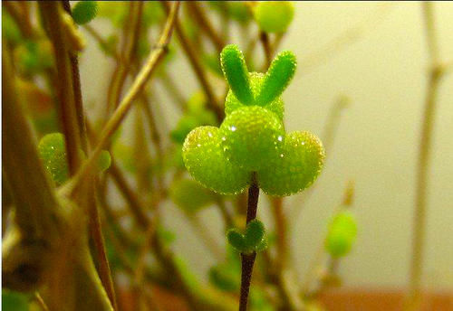 多肉中的贵族——枝干番杏，叶片呆萌，花色漂亮！