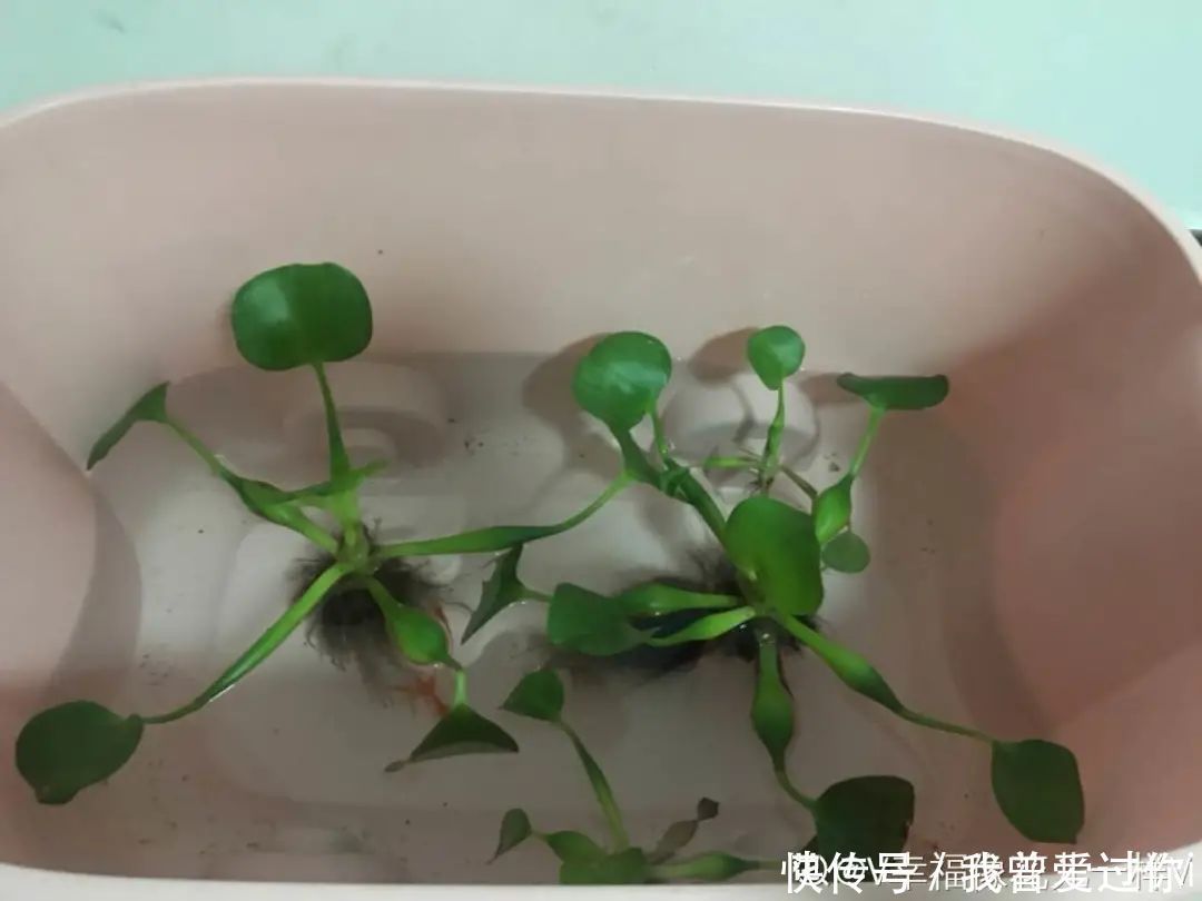 养花知识这花是个大“祸害”,20元一棵还有人买,到底为啥