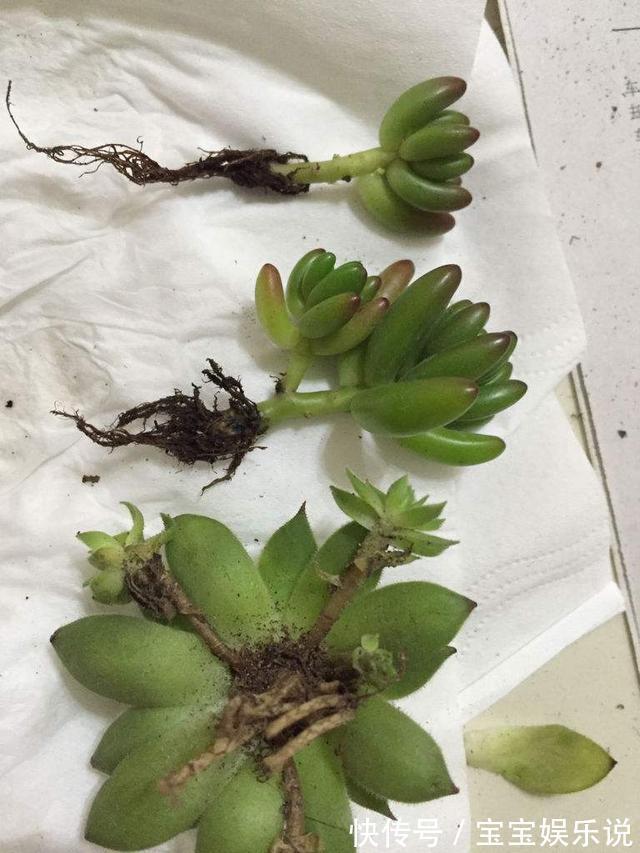 多肉养了一年不见长，来次狠心手术，立马就变样