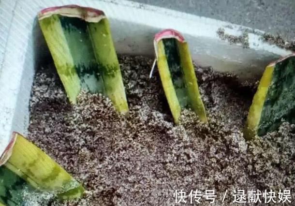 喜欢养殖花草植物,怕管理难新手扦插此3种分分钟收获多盆