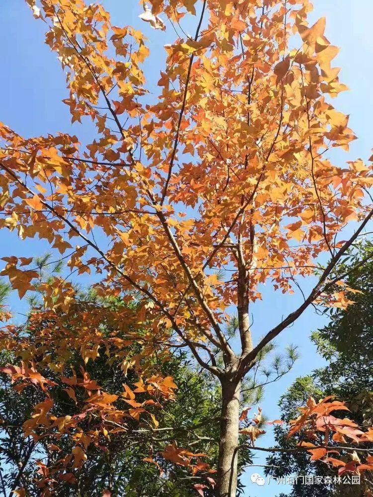 从莞深高速|石门国家森林公园第十八届红叶观赏节明天开幕！