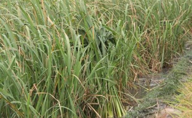 营养|?这种野菜长在河里,味道美味可口,营养非常丰富,推荐大家