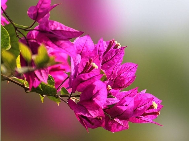 光照|7种一年四季开花的植物,阳台养一盆,天天有花看!