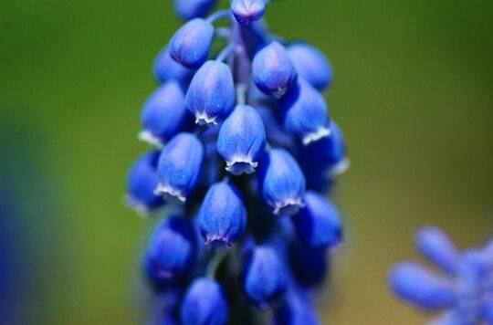 长长“蓝莓”挂枝头,晒晒太阳开出满枝花,原来它是风信子