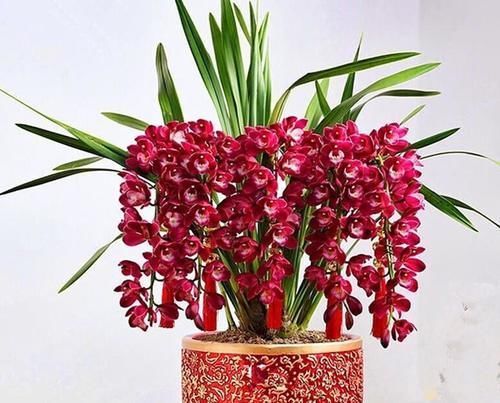 种花|六种花从年前开到年后,花开灿烂、芬香四溢,喜庆又吉祥
