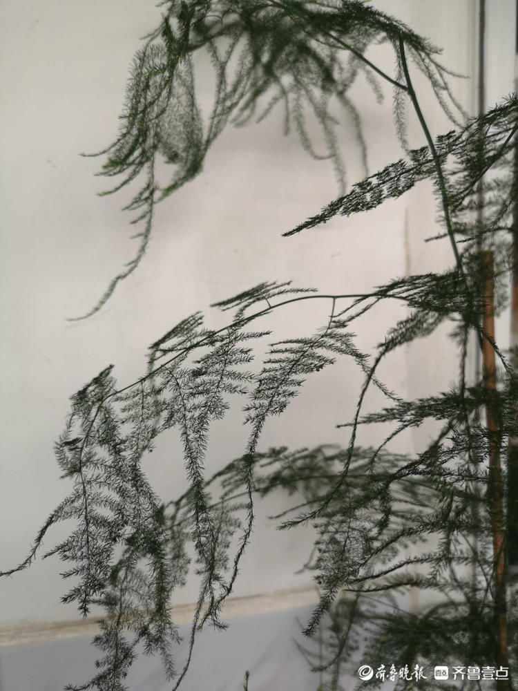 文竹开花见过吗？密密麻麻小黄花点缀枝头，别有一番韵味|情报站| 齐鲁晚报