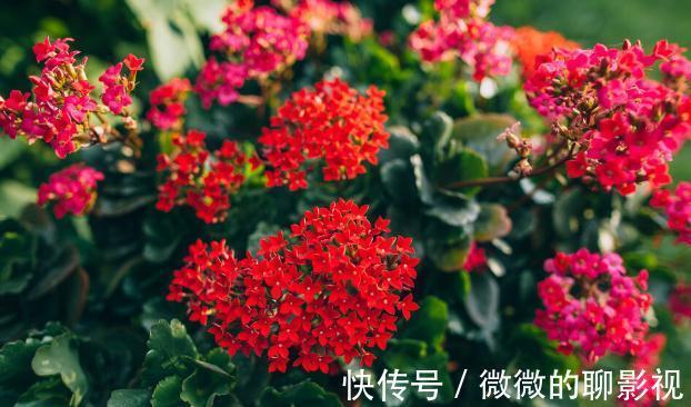 腊梅|9种花是“冷性子”,温度越高,开花越差,冻冻才能长势好