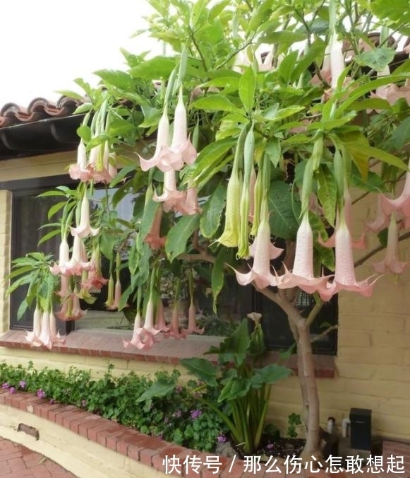 数据库|漂亮的有毒花，认识20种“大毒花”，涨知识不吃亏