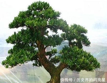 罗汉松|有钱人家里必养的3种树家有招财树,想不发财都难了!