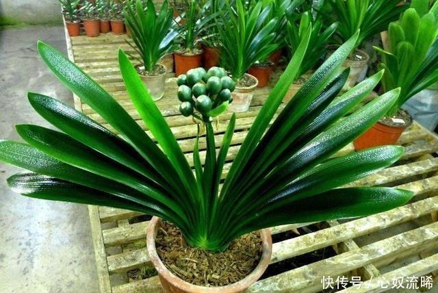 根系|给君子兰“喂点它”,7天猛窜白根,独苗变群兰,花大压弯枝!