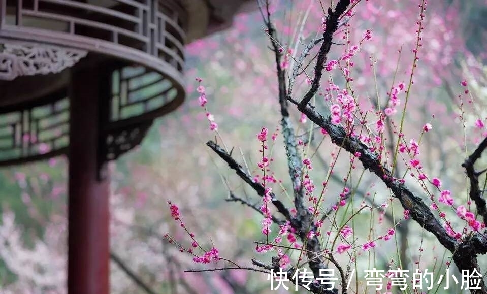 忆仙姿@五言绝句◆梅花三弄