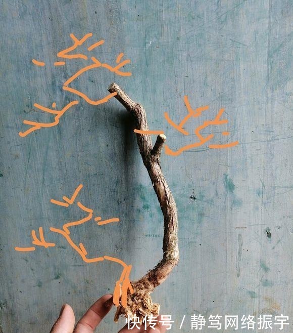 玩盆景造型很重要哦,就像这两个六月雪素材,这样培育真的美翻了