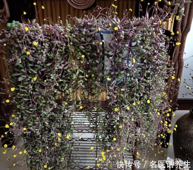 多肉植物紫玄月,好养如绿萝,爆盆后像瀑布,开花勤快,值得入手!
