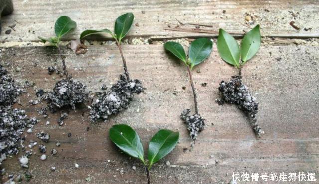 多肉|扦插的5个错误操作,不是难生根,是你做错了,扦插其实很简单