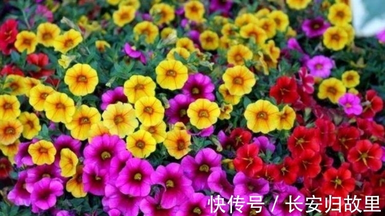 适合居家养的花,好活易爆盆,花开媲美玫瑰,花朵姿态万千,美