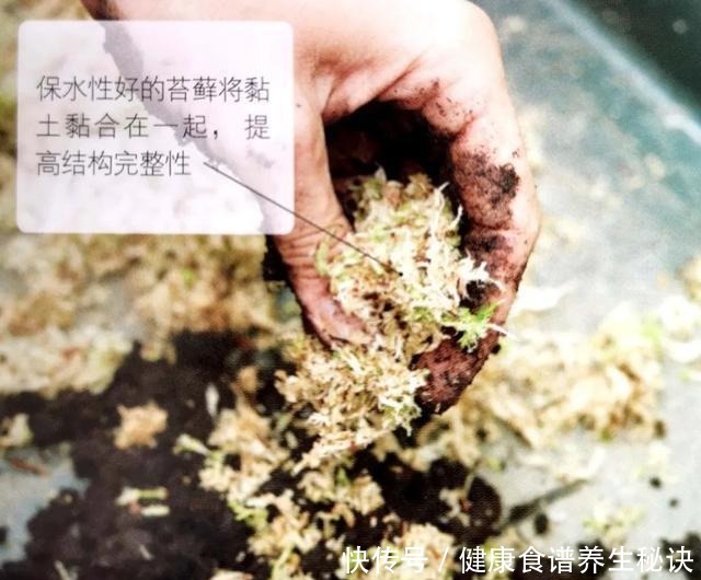 “岩石与树枝”一步步完美契合,叹服附石盆景的魅力无人能挡!