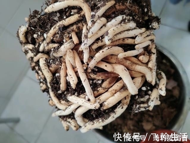 营养液|君子兰肥足长得壮,4种“肥水”轮着浇,10枝花箭一起蹿出来