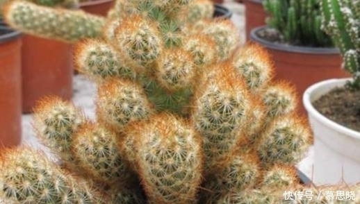 浇水|金手指是家居盆栽不错的选择，前提要学会这些养护哦！