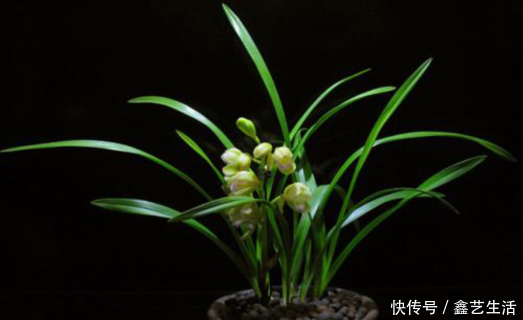 兰花熬过了冬天叶子却黄了,这可怎么办呢?