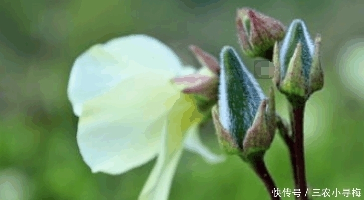 野菜|农村一种野菜浑身是宝, 野生的快灭绝了, 种子150元一斤