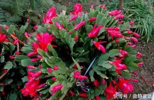 想让蟹爪兰长得好,就用上2种料,保准一年能够开花200多天