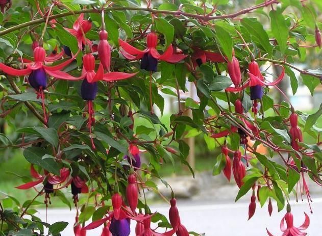 阳台|“不占地方”的4种花,多养几盆,阳台成“花海”,“天天”赏花