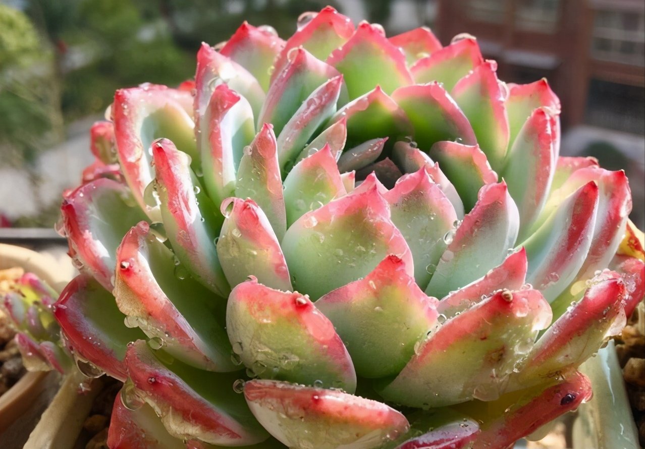 阳台养多肉，浇水“姿势”很重要，3个不小心，多肉坏一半