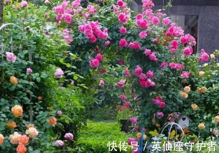 4种富贵花,添福添贵添好运,比牡丹美,比绿萝好养!