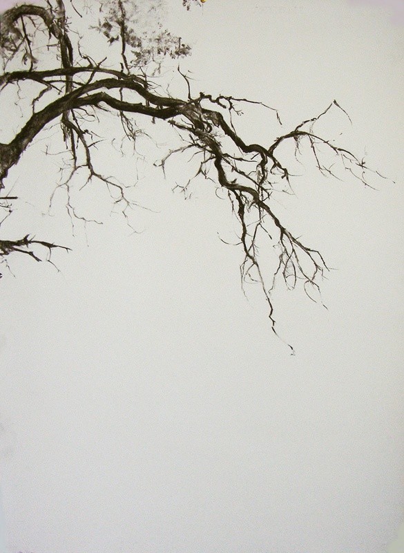 素描&唯美写实的素描,西班牙艺术家Miguel Angel Oyarbid笔下的树