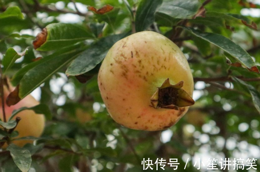 盆栽|盆栽石榴模样土?少了修剪这一步,咔嚓咔嚓,高大上