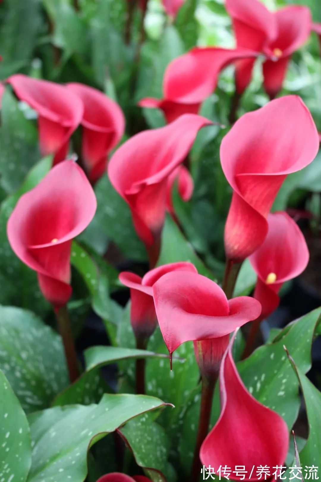 光棍树|记住这5种花的花语,光棍节更容易脱单,送花也不会迷惘