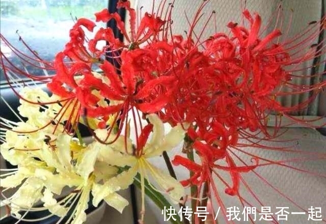 花叶|无情花、无义草、地狱花、彼岸花为何这么多名字？它的真名叫什么