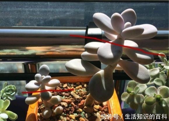 叶子|养多肉，最忌“3点”，难怪一养就抽成草，赶紧挽救还来得及！