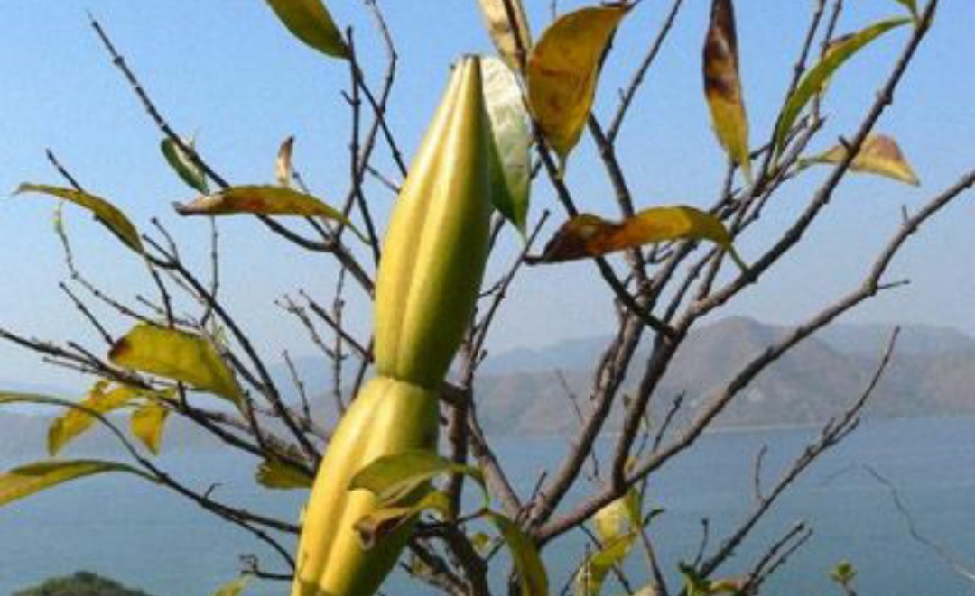 羊角树|农村一种野草,人称“羊角藕”,长田里就被砍,却价值珍贵