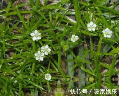 回家|提个醒见到此野草,一定要拔回家,买60元一斤,作用非常大