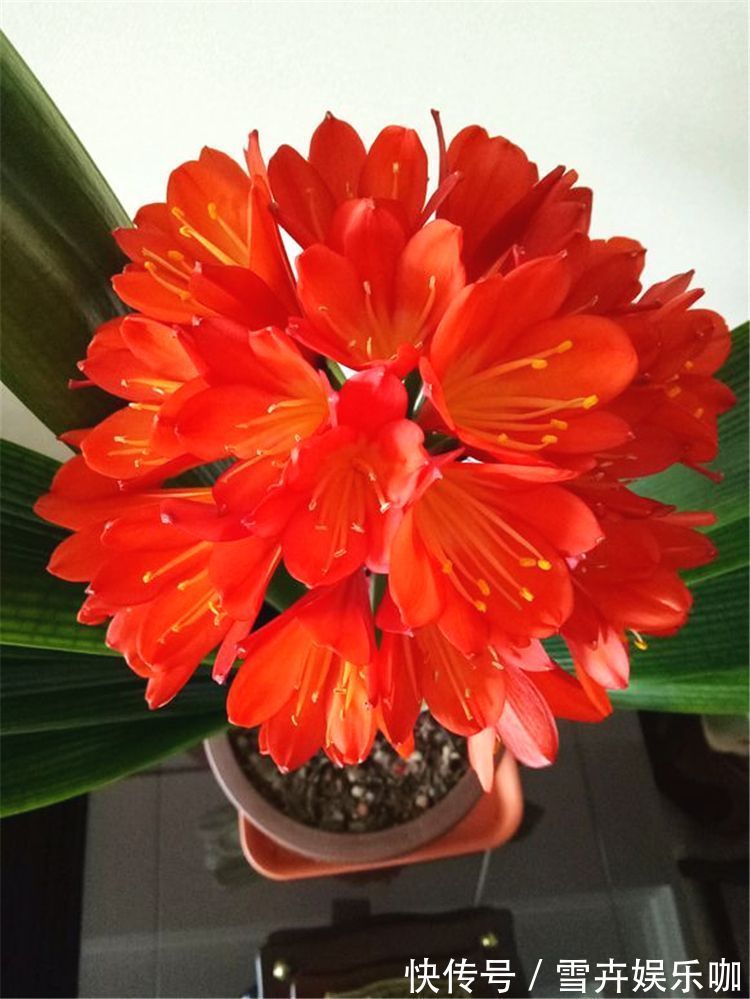 天热需要“睡觉”的四种花,“断粮”少水的穷养,长得更好