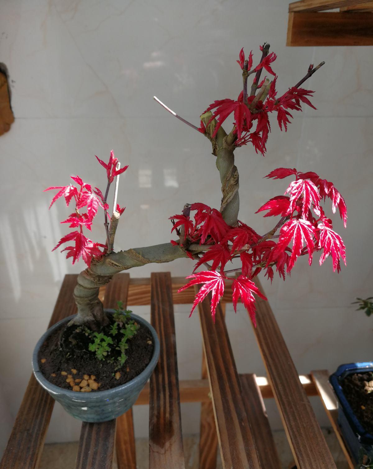 10种“旺运花”开花红艳艳,现在养一盆,春节刚好开,红火显富贵