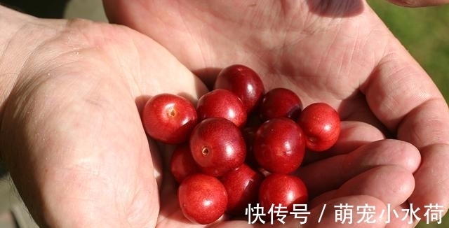 白糖|有一种水果,被誉为“心脏的阿司匹林”,现在正当季,别错过!