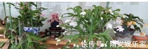 用筷子戳个洞，滴上几滴“它”，“4种花”超喜欢，蹭蹭长不停！