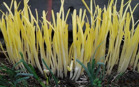 韭黄|肠胃不好,多吃此菜,养胃护胃,增强身体抵抗力,吃嘛嘛香