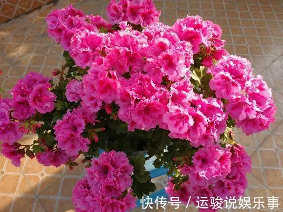 5种花不用管，盆栽地栽都好养，自己就能长成大花球，花开还惊艳