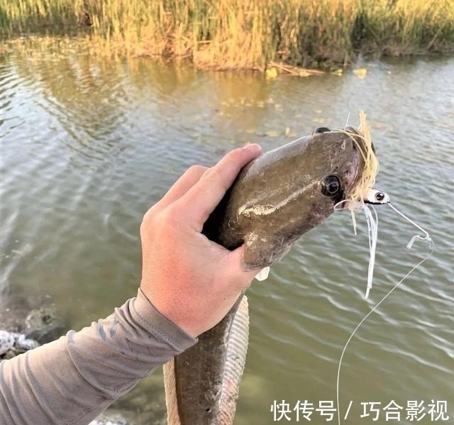 水温|野钓时鱼停口往往是这些原因所导致，这样调整状况，没口变有口