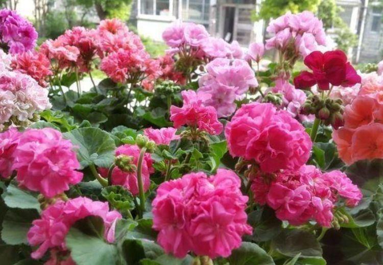 5种花很耐养,开花漂亮花期长,沾土就能活,超美的