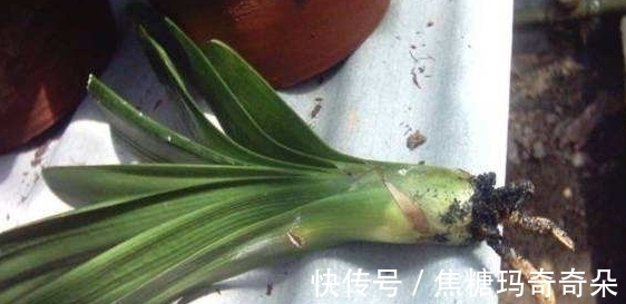 板结|养花浇水问题:过多、过少、浇不透土壤