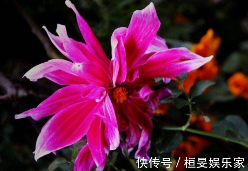 5款傲霜的菊花，开花似惊鸿起舞，幽香暗淡，花型圆滚惹人爱，美