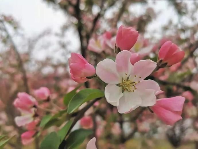 要升温了！来，看花！