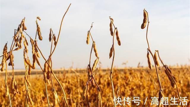 发芽|提醒:4种食物发芽后,不仅没“毒”,营养反而倍增,别再浪费了